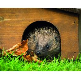 Hedgehog highways in place at Blackmore Meadows